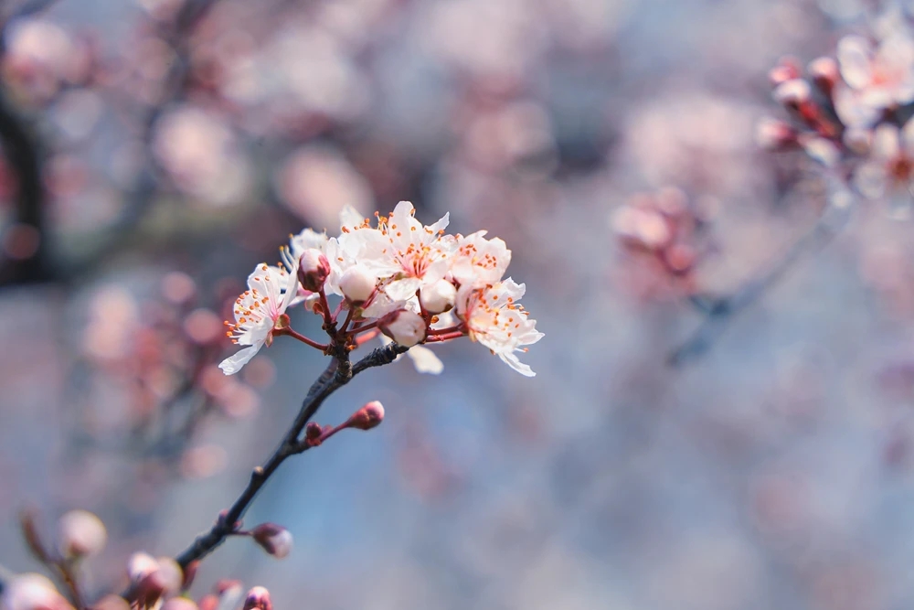 “植”此青绿，种下会开花的树，为春天上色