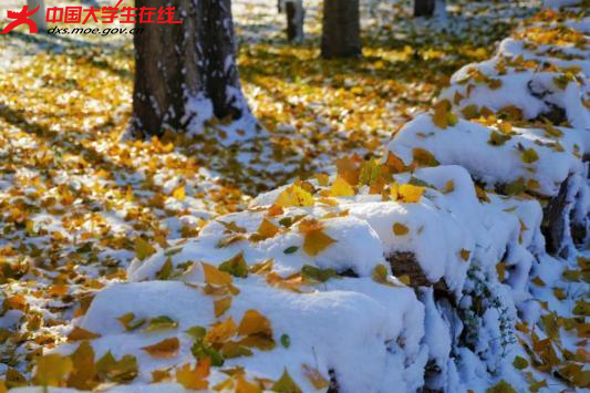 织就一张金色的网
笼住了所有人的注意力

2023年11月6日拍摄的渤大雪景 。渤海大学 陶金 摄