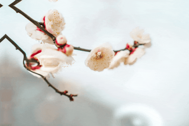 5.gif 5.gif