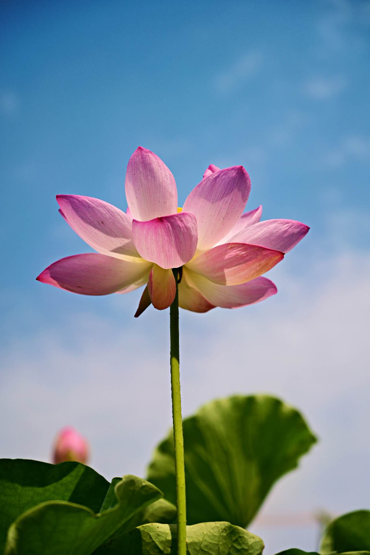 荷花與天空。重慶移通學院 黃睿 攝。