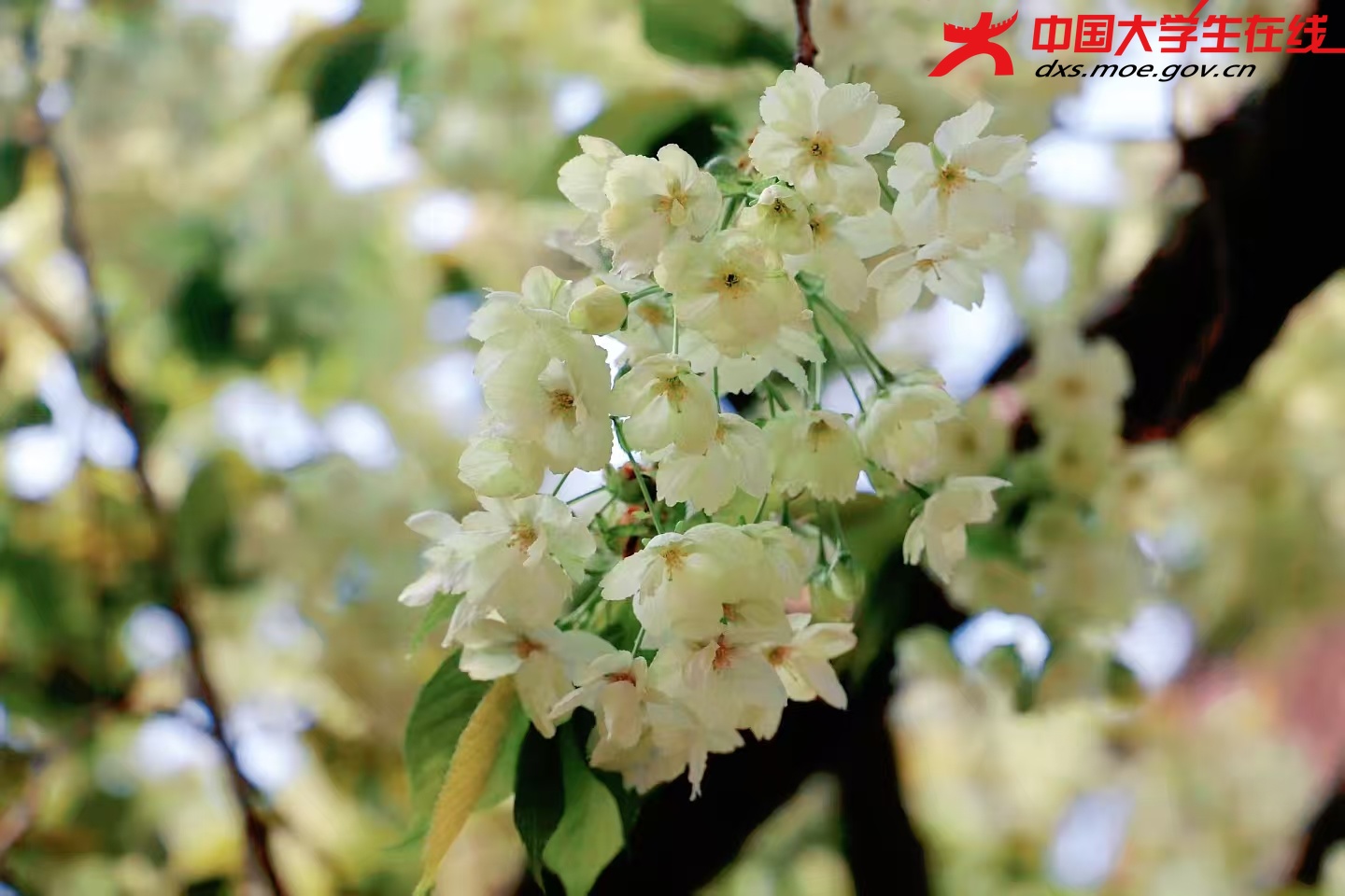 郁金樱 来源：河南农业大学