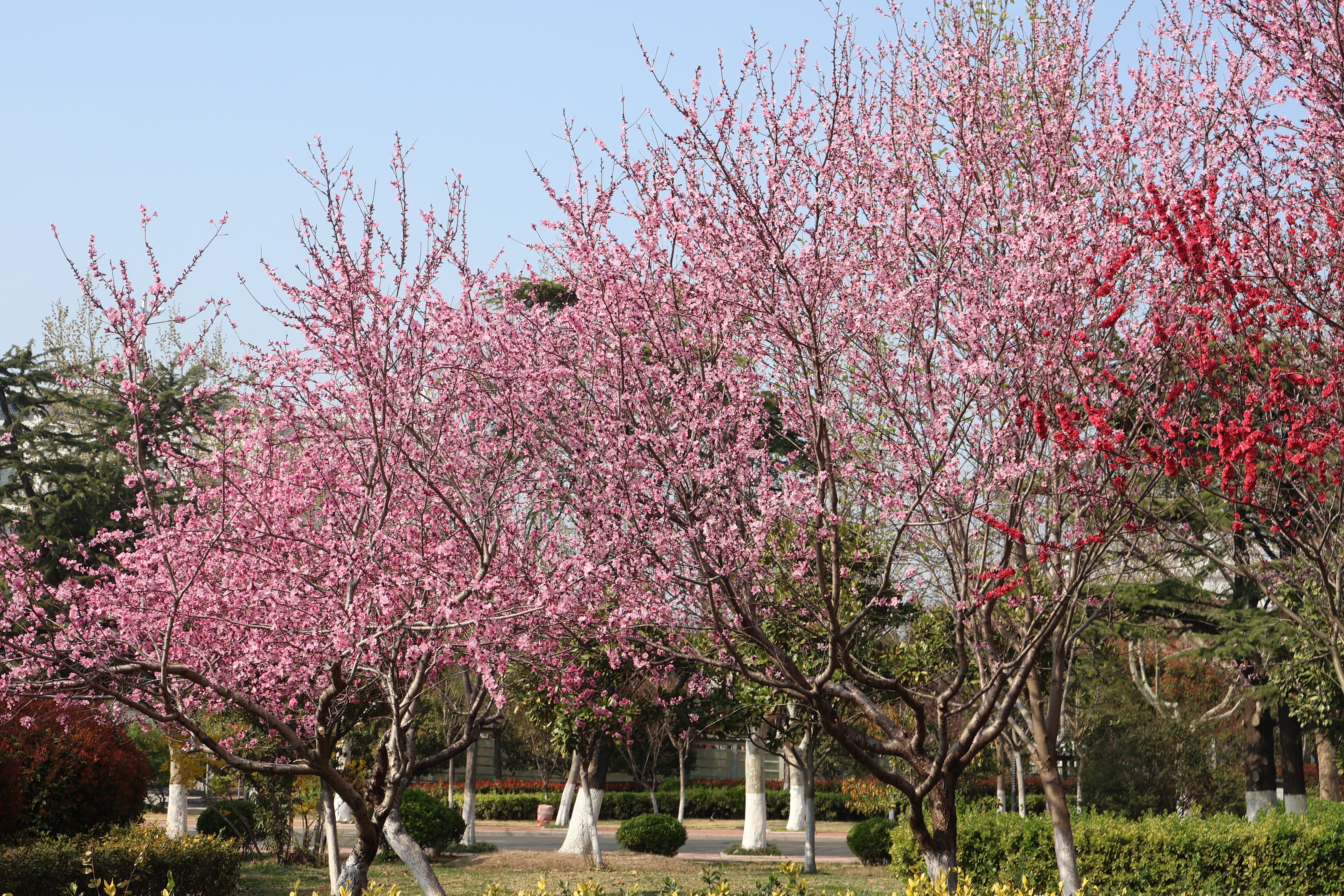 春日校园