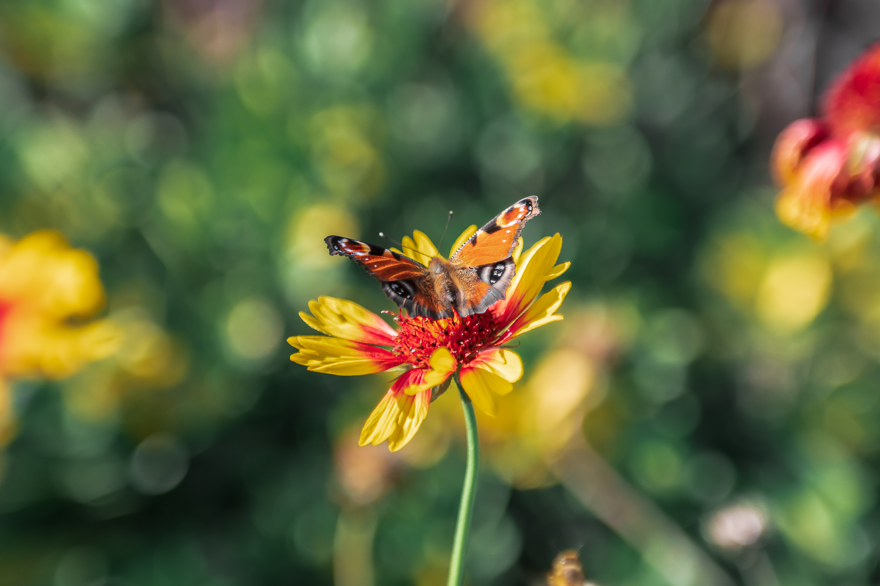 DSC_4098.jpg