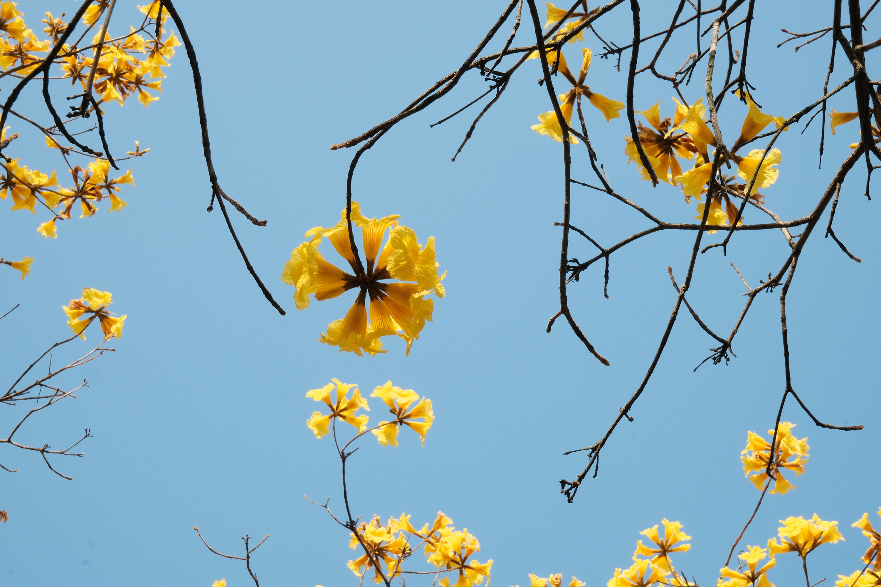 黄花风铃木（摄影：邱祉涵）.jpg