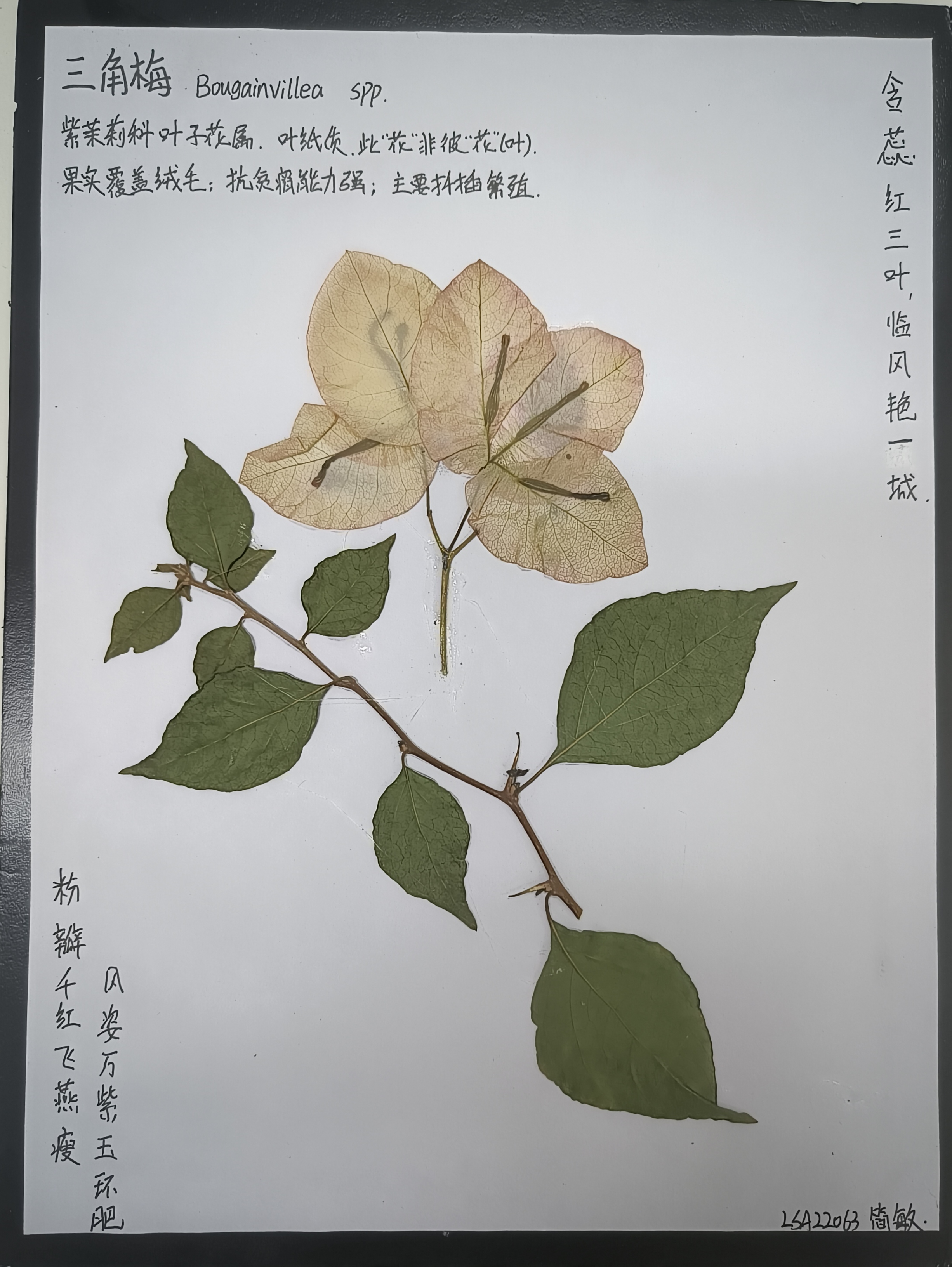 简单好看的植物标本画图片