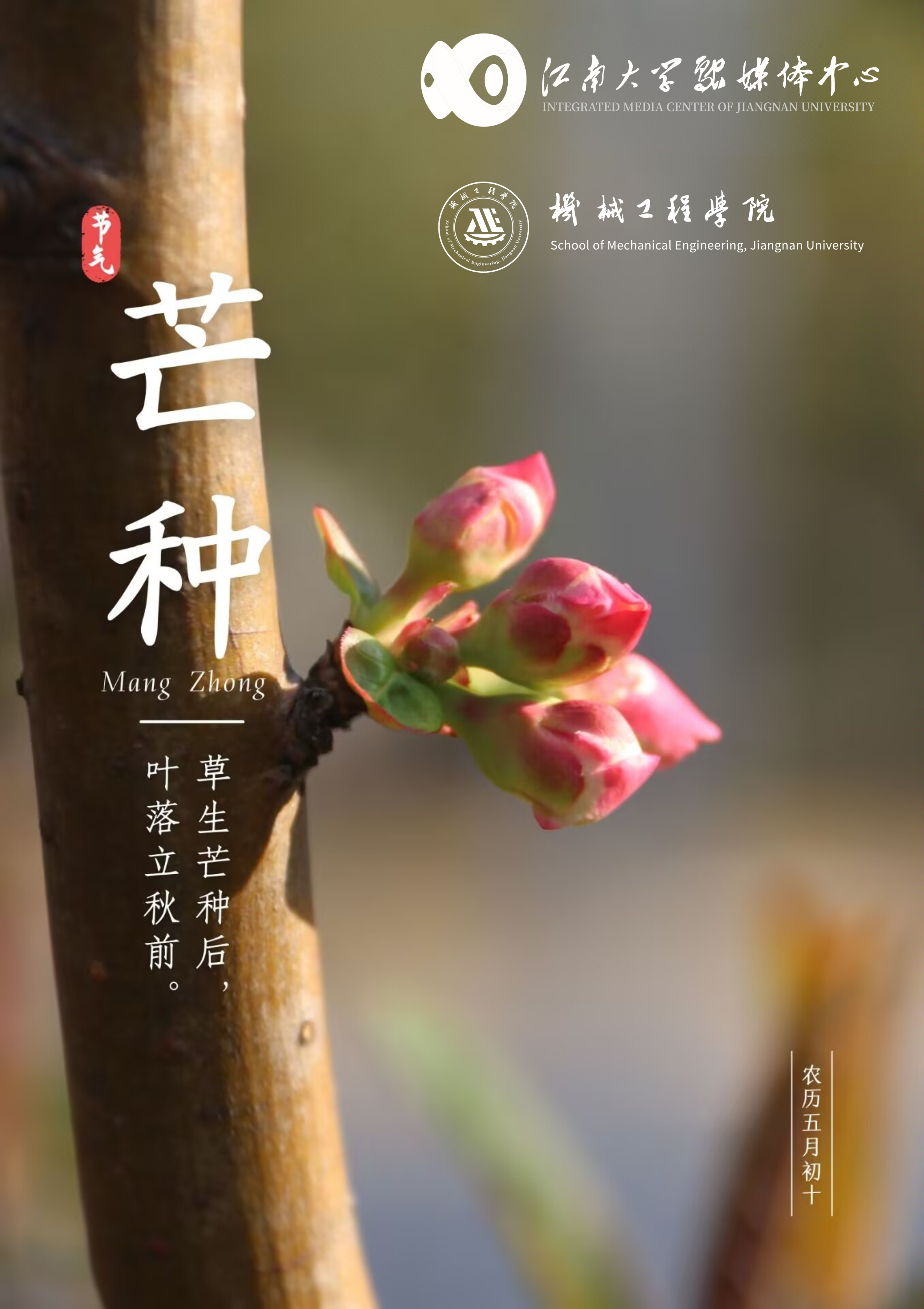 草生芒种后，叶落立秋前（图片来源：江南大学）