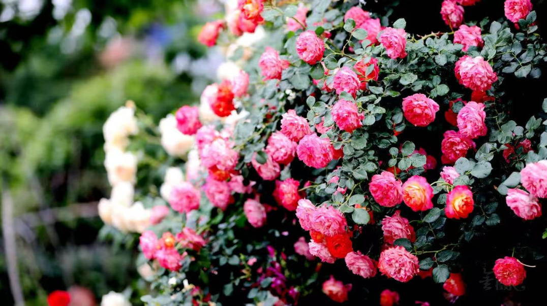 640 (8).png 640 (8).png