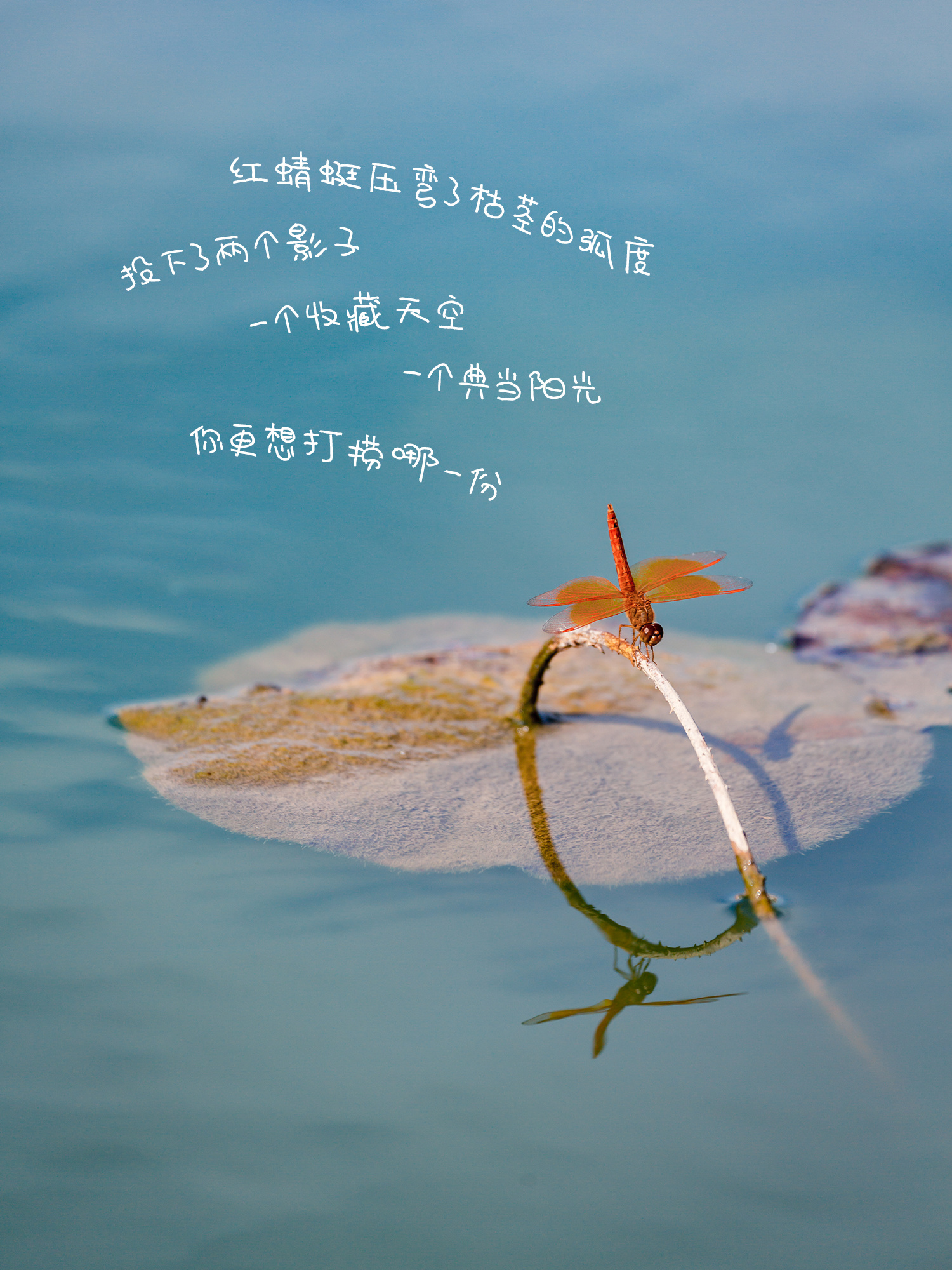《蜻蜓》红蜻蜓压弯了枯茎，投下了两个影子：一个收藏天空，一个典当阳光。你更想打捞哪一份？（摄影：朱鲜艳）
