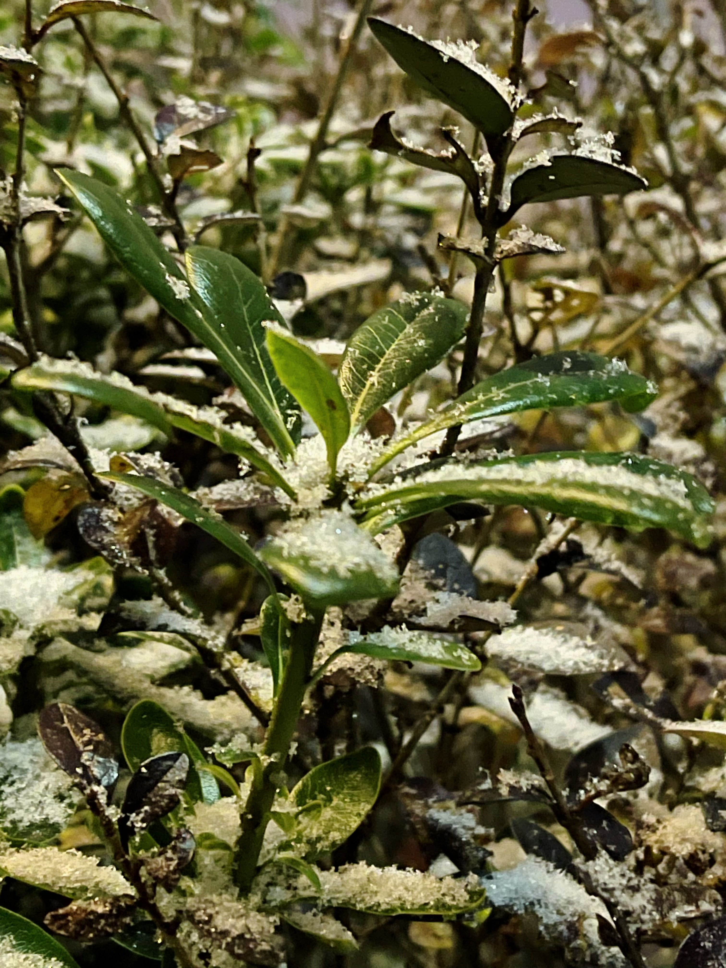 秋天的烦恼早已被冬天的雪掩埋
