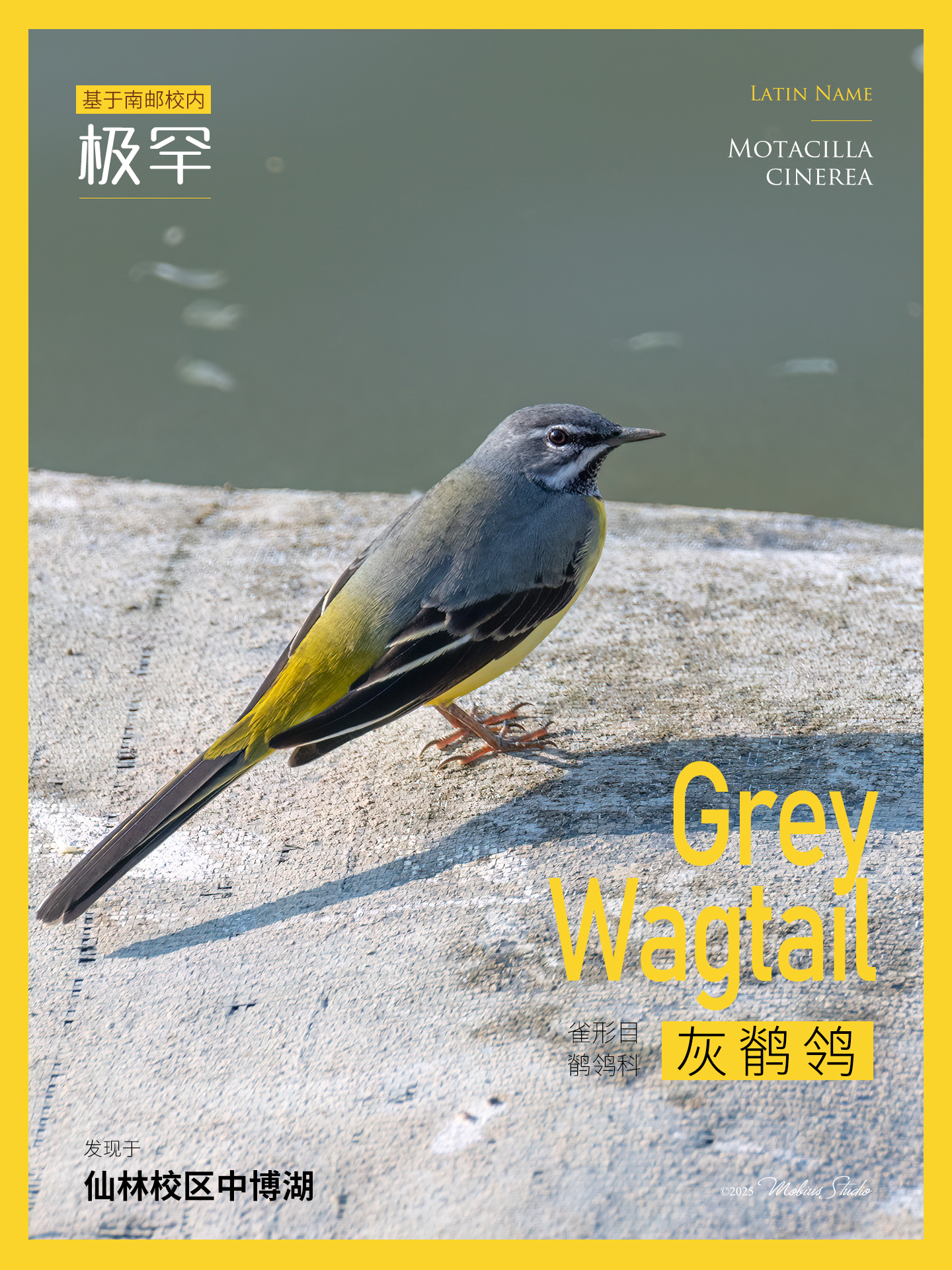 26灰鹡鸰.jpg