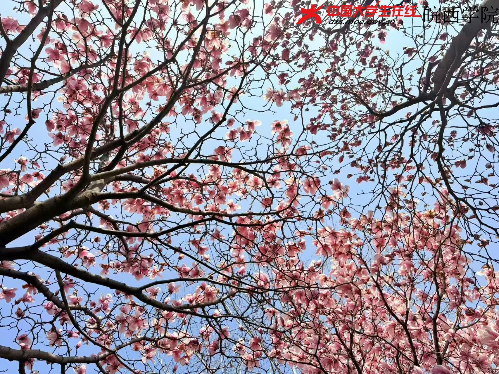 光影之间，花有了形状。