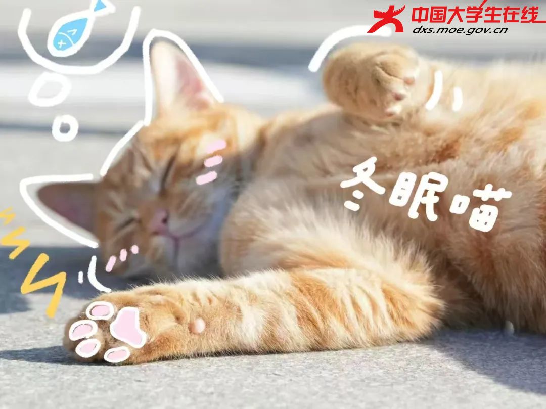 “冬眠”的橘猫学长  来源：河南农业大学