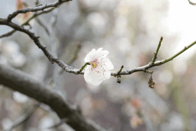 6.gif 6.gif