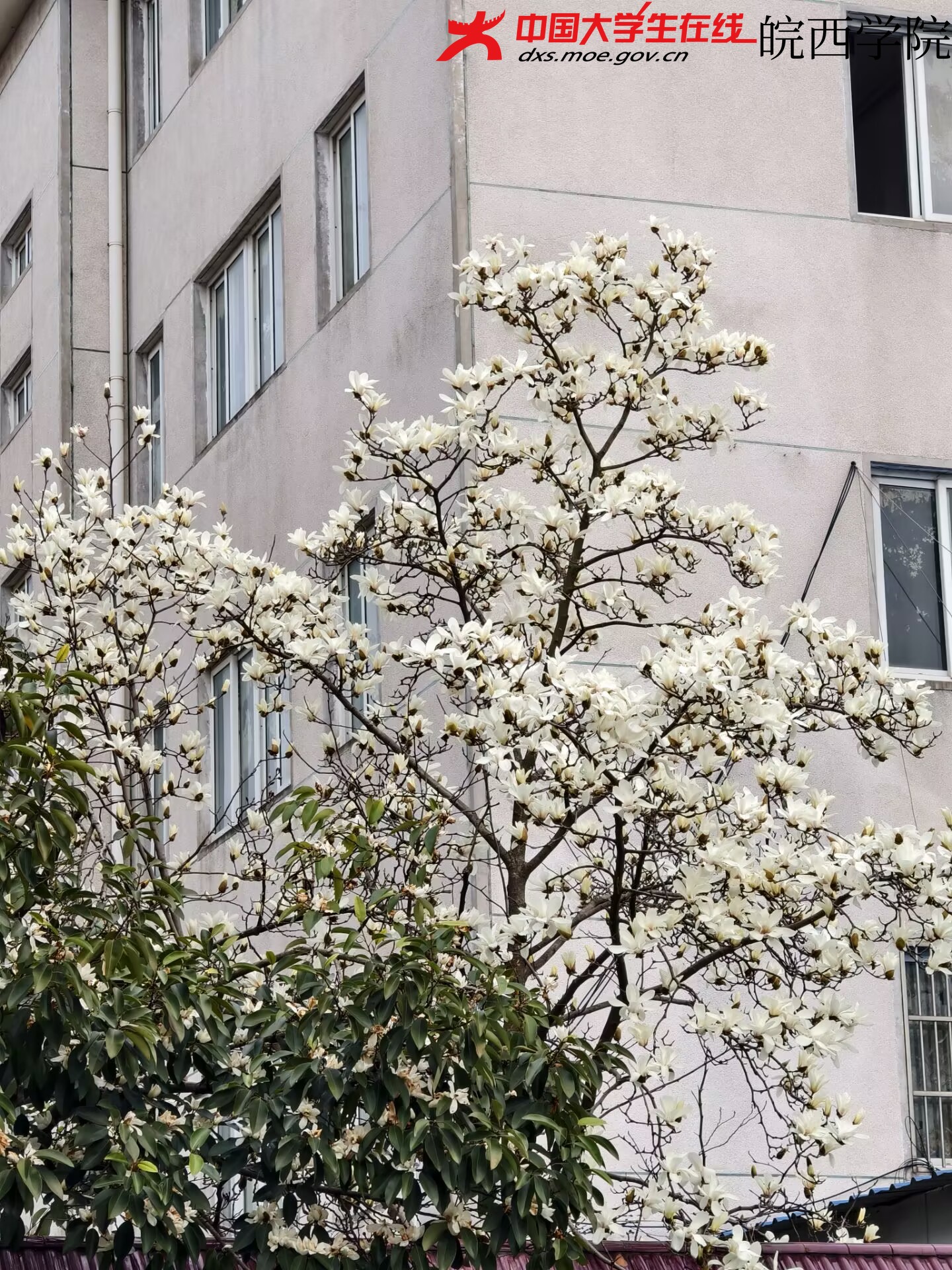 叶子衬着花，绿得刚好。