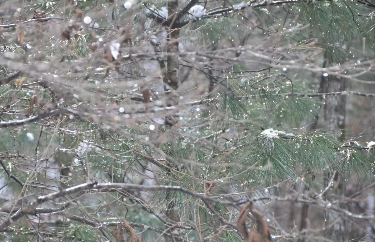 临近午时，皑皑白雪逐渐融化，在晶莹剔透的水珠的映衬下，松枝更显青葱妩媚。