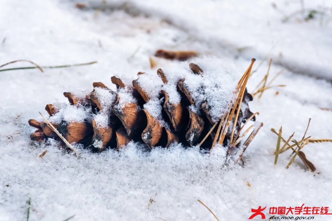 白雪茫茫。王乔诗摄.jfif