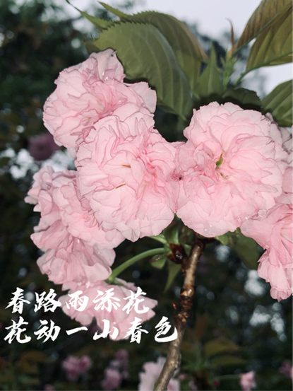 粉嫩的樱花绽放于枝头，花瓣轻盈如纱，仿佛在微风中翩翩起舞。雨后春天的气息扑面而来，每一朵花都在诉说着自然的美丽和生命的奇迹。