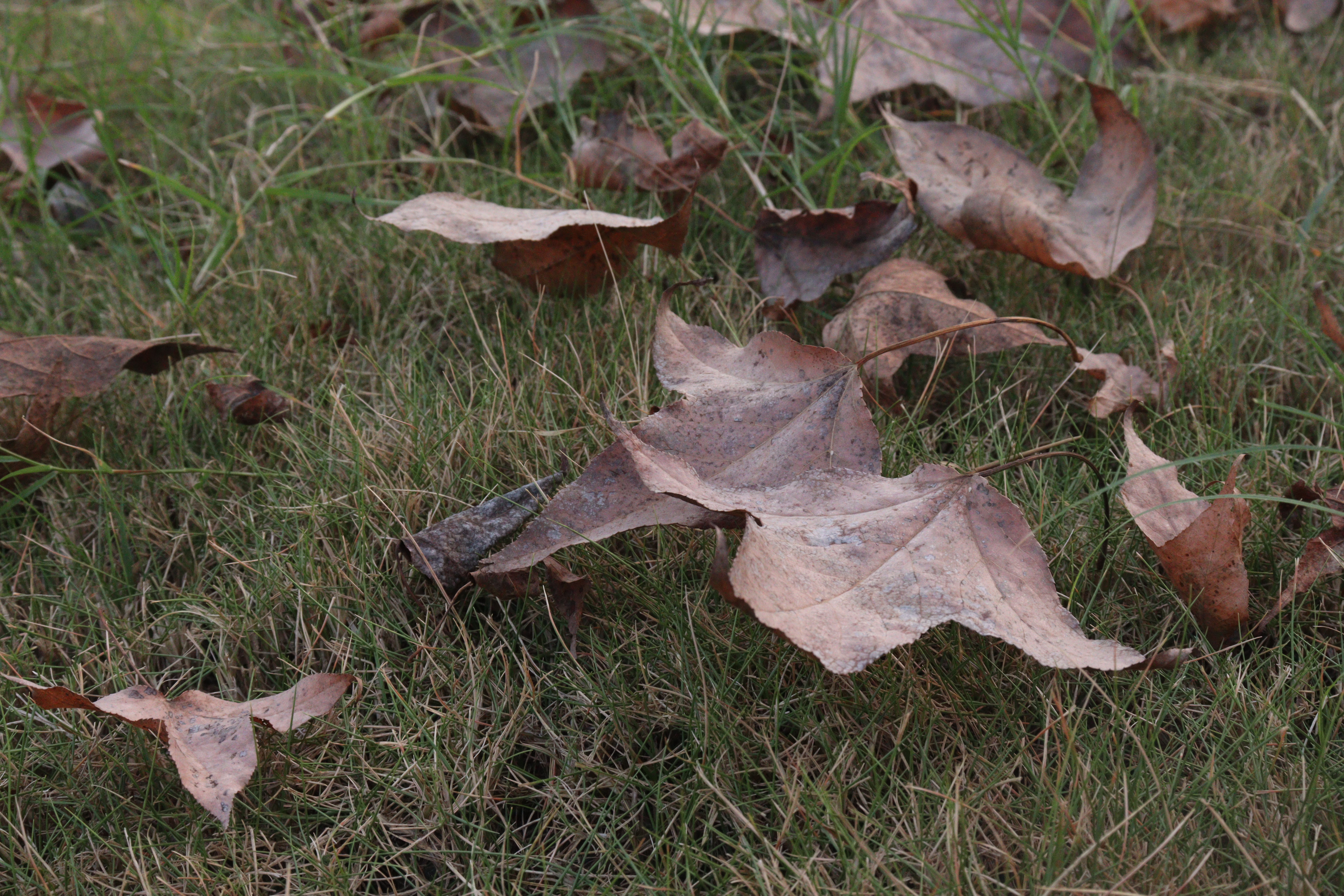 图为广西师范大学枫树林。范雨蕾摄 (2).JPG
