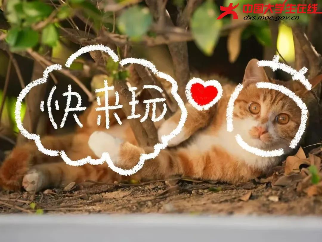 你是否也想和大橘一起玩呢  来源：河南农业大学