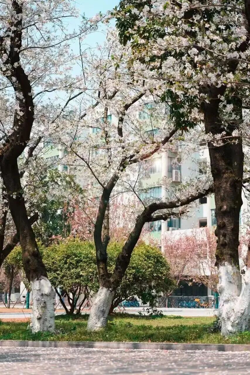 绿色湖大,你“植”得拥有!-10.jpg 绿色湖大,你“植”得拥有!-10.jpg
