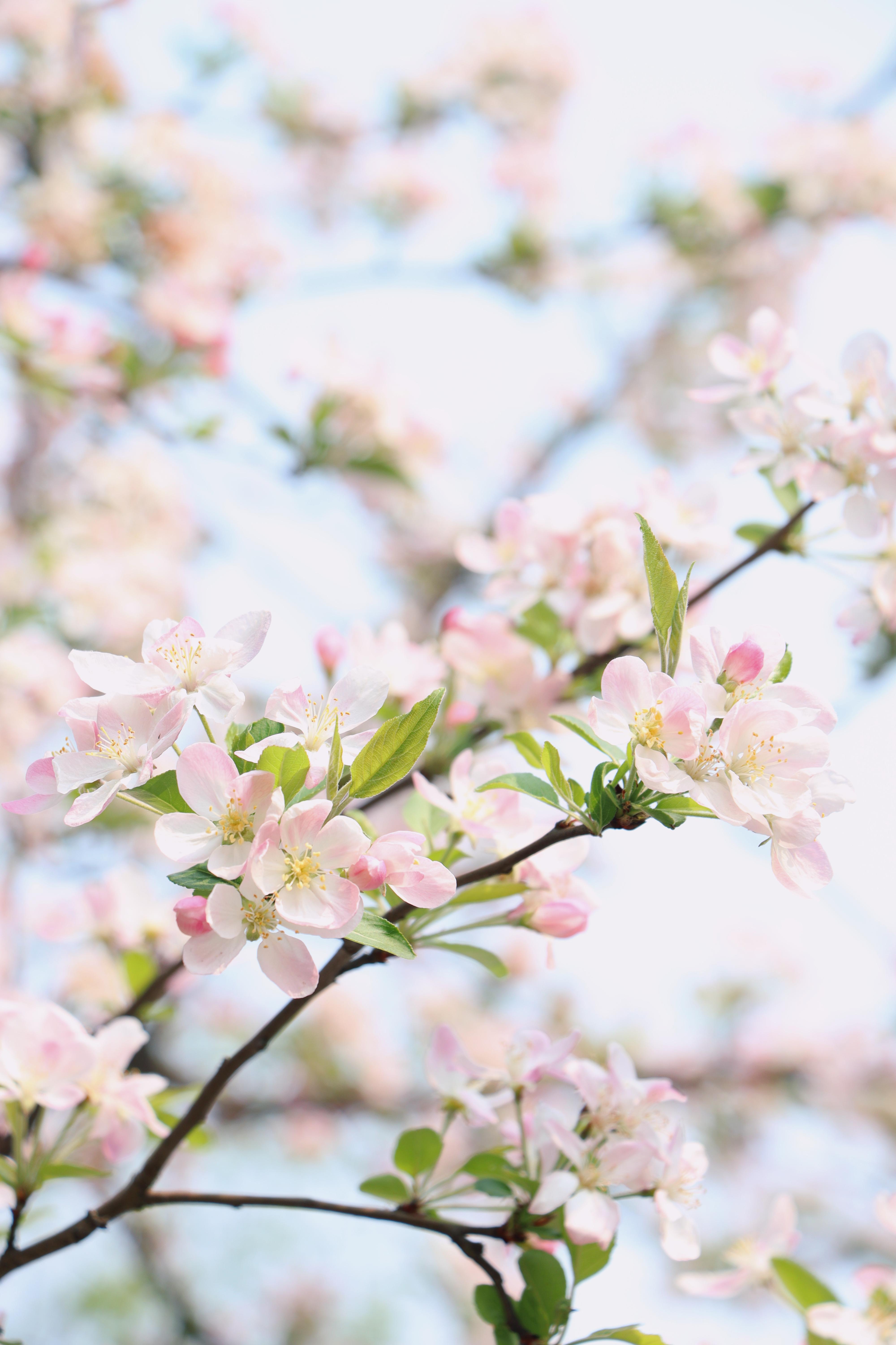 花朵缀于枝头，在朦胧背景下，诉说着无声的浪漫。(重庆理工大学 摄）