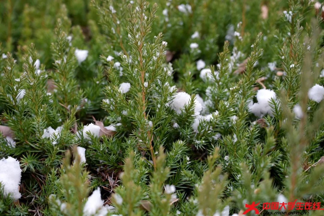 松枝挂银。王占奥摄.jfif