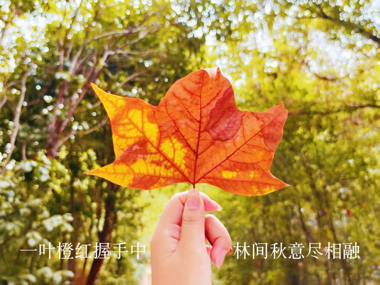 秋日里,一枚橙红相间的树叶被手轻握,叶片纹理间尽染秋韵,背景林间绿意仍存,却已难掩这一叶带来的浓浓秋意。