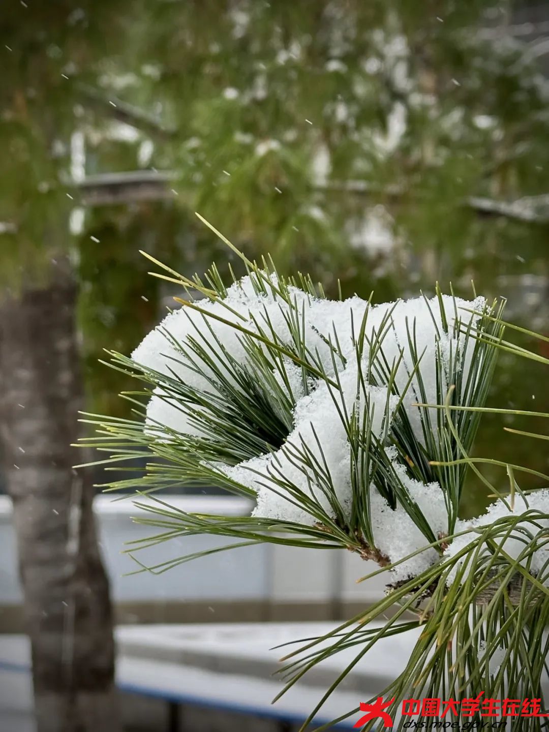 雪漫风轻。王占奥摄.jfif