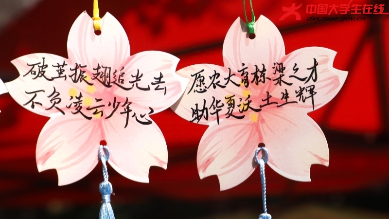 樱花书签  图片来源：河南农业大学
