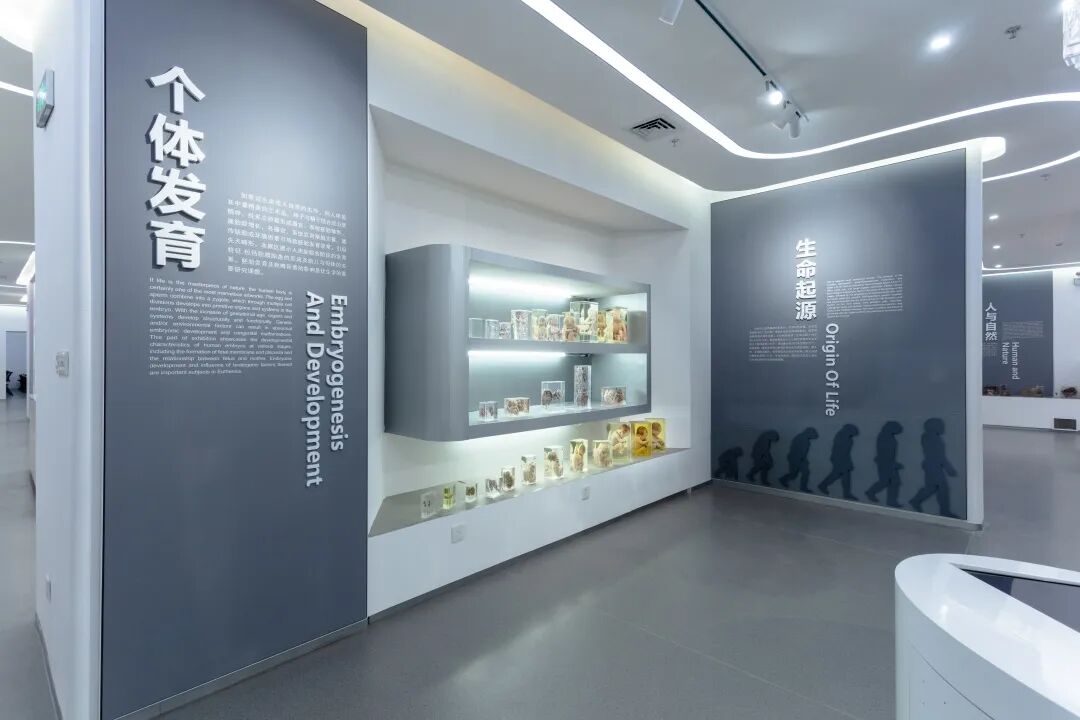 通过真实标本和互动模型，探索人体结构的奥秘，感受生命的神奇与严谨。