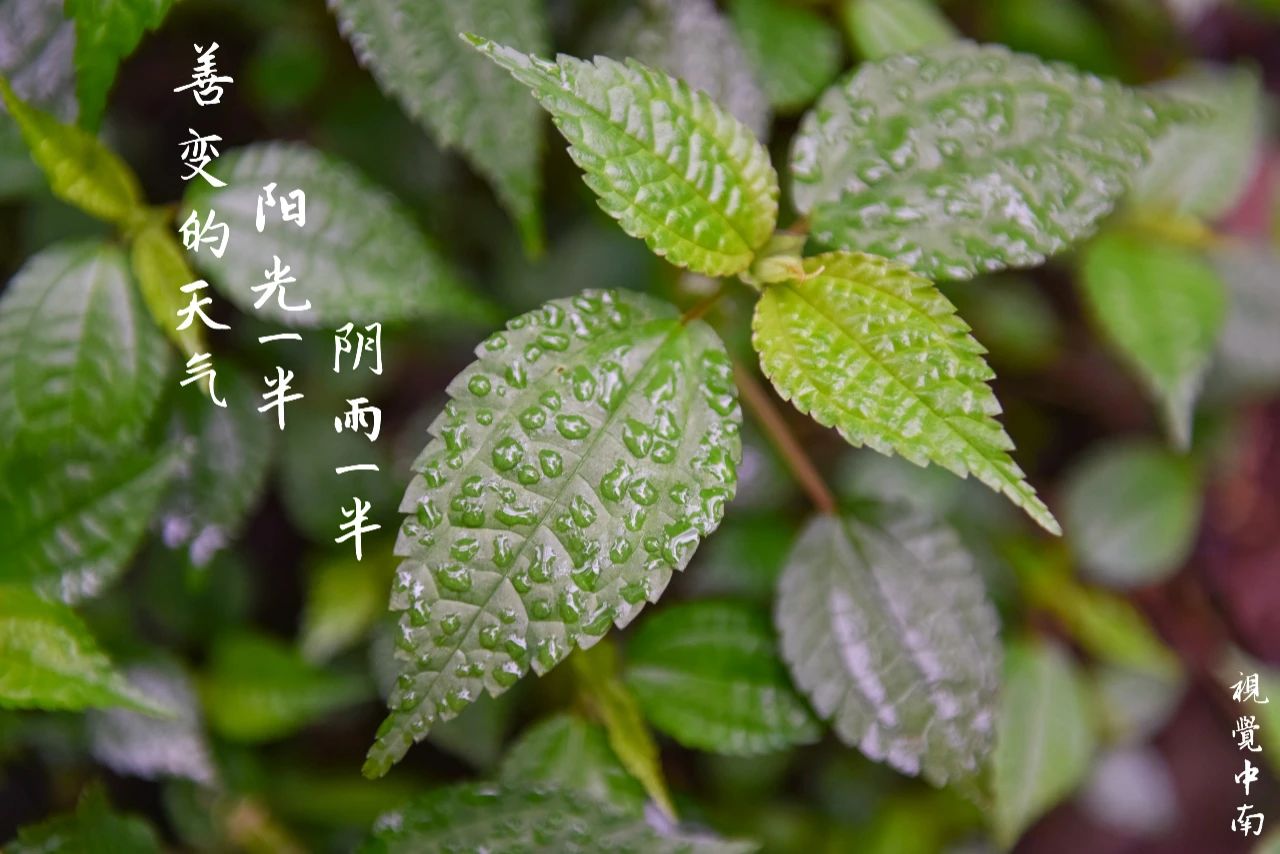 昭示着【春分】的降临——