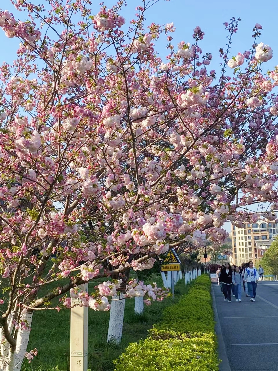 春风有信，花开有期，所有美好都在路上，校园里的花开了，攒满了一个冬天的期待降临了。