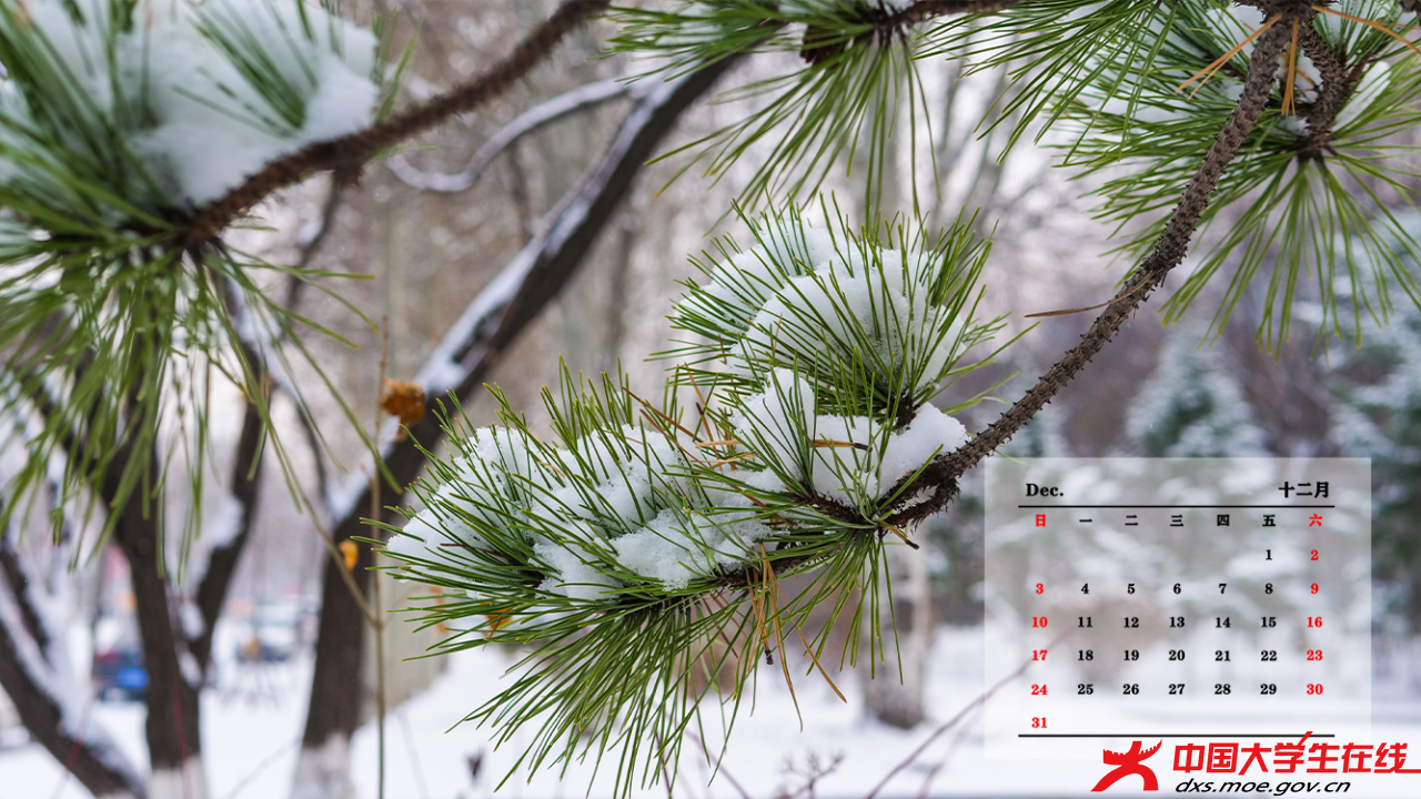 树木细节雪景图。张语良摄.png 树木细节雪景图。张语良摄.png