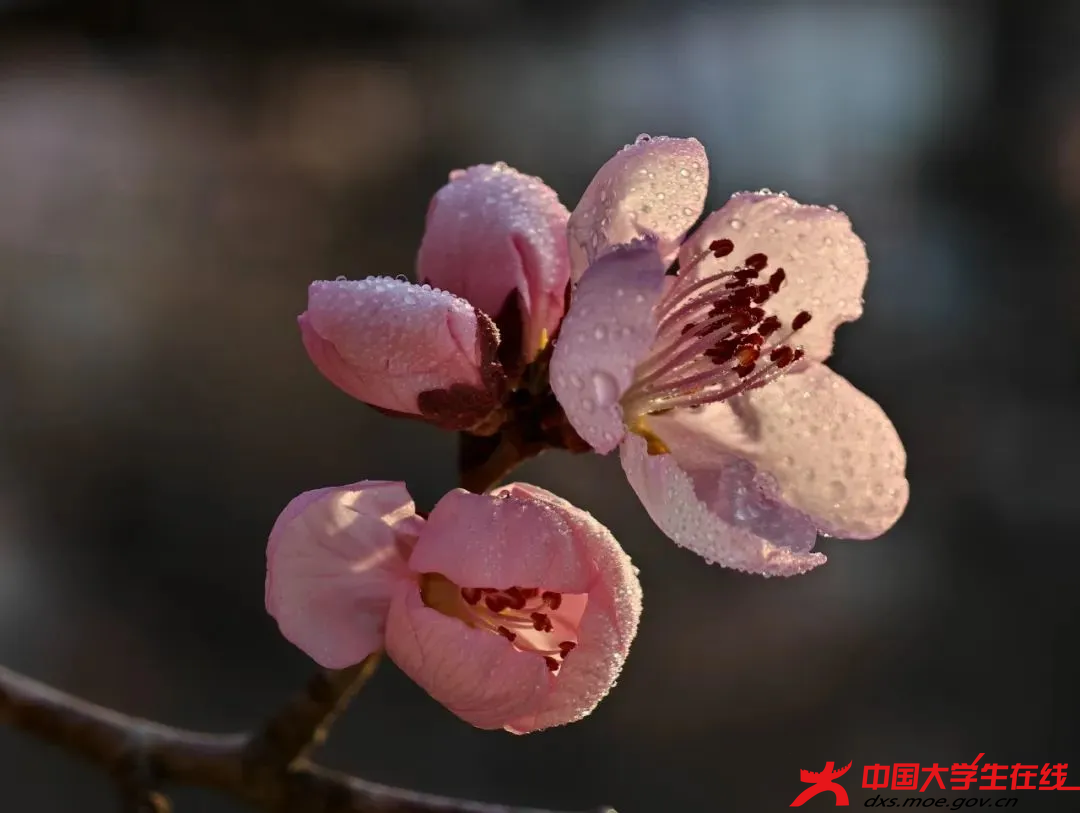 桃蕊初綻 遼寧科技大學(xué)大通社攝.png