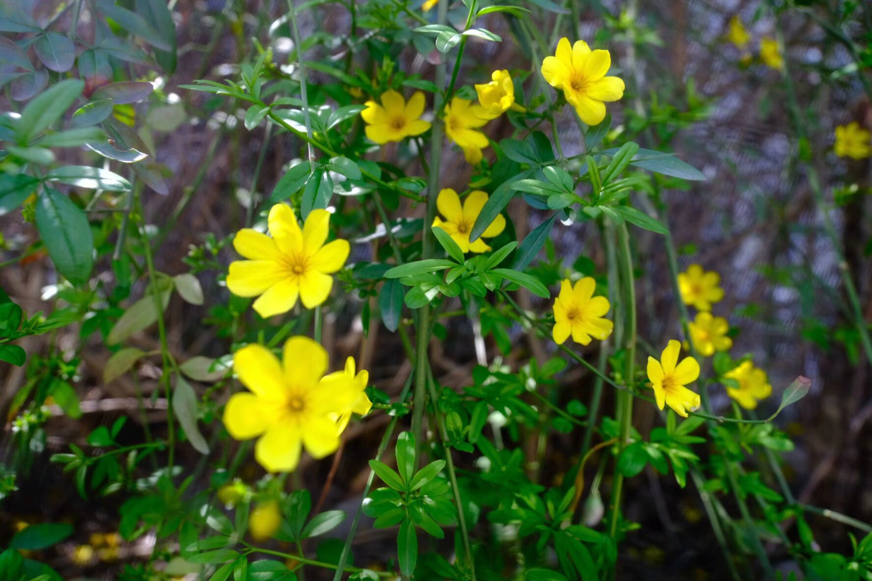 一朵朵黄色娇俏的迎春花从初春到暮春，整整一个春天都未曾缺席。（王建兴 摄）