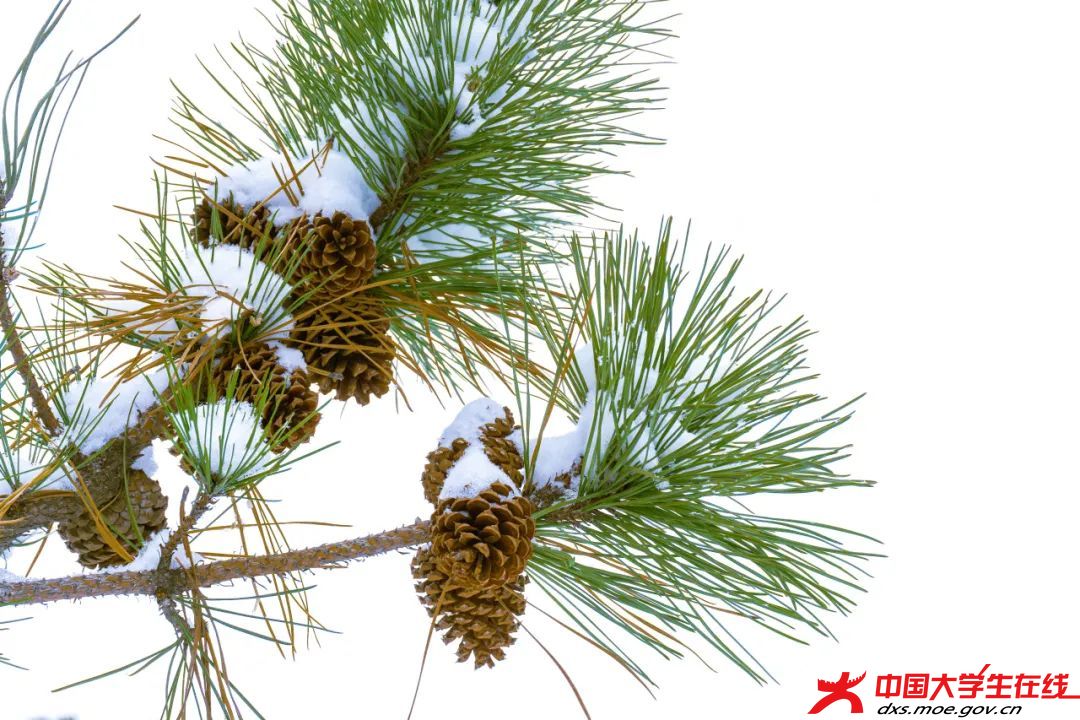 玉树琼枝。王嵩贺摄.jfif