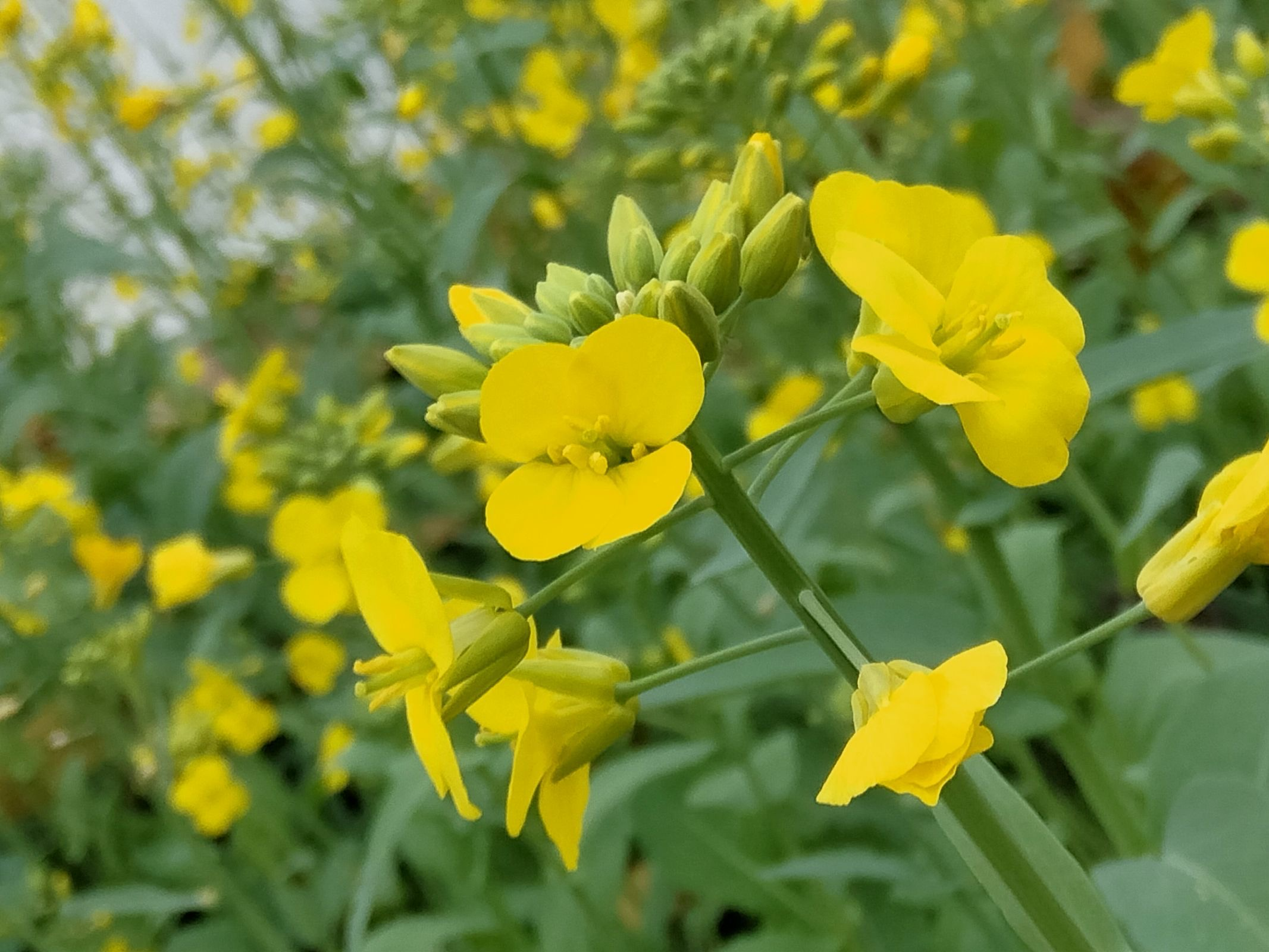雁山校区盛开的油菜花.png