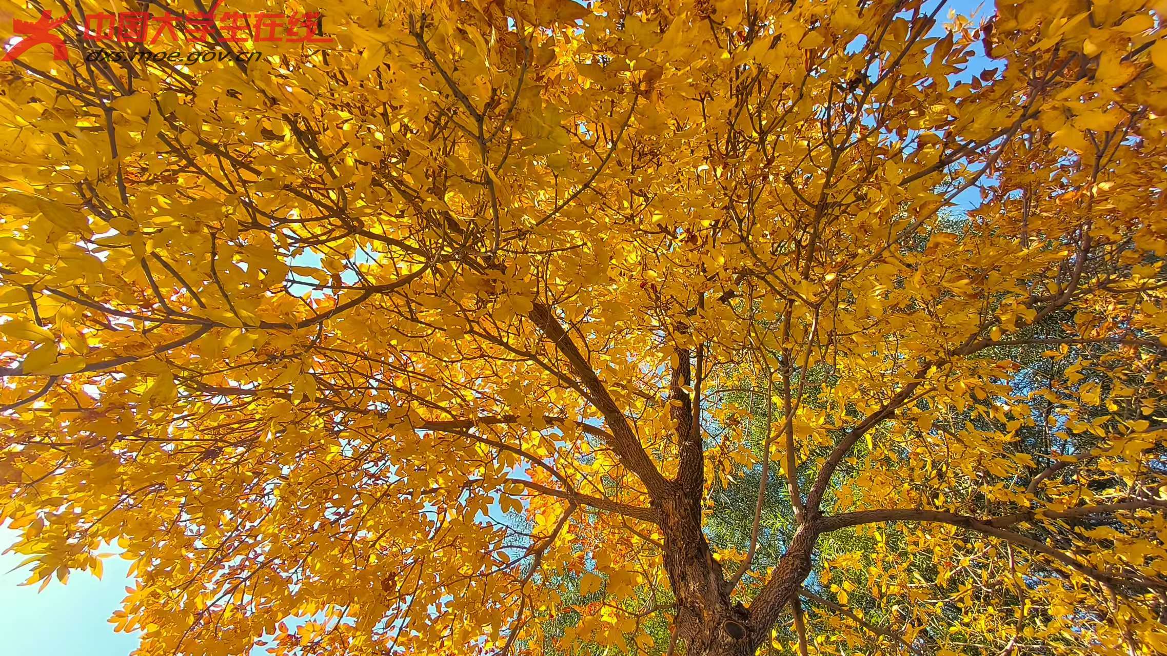 f29bc26edc15996d0512385ef269ea9f.jpg f29bc26edc15996d0512385ef269ea9f.jpg