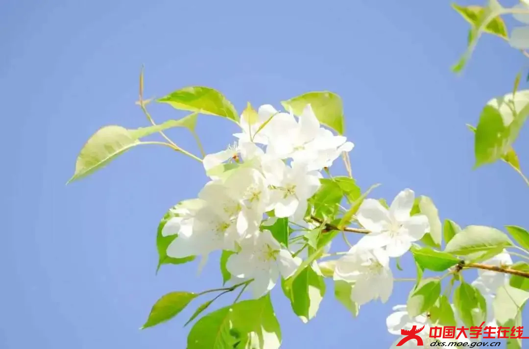 花开半夏 辽宁科技大学校青媒摄.png