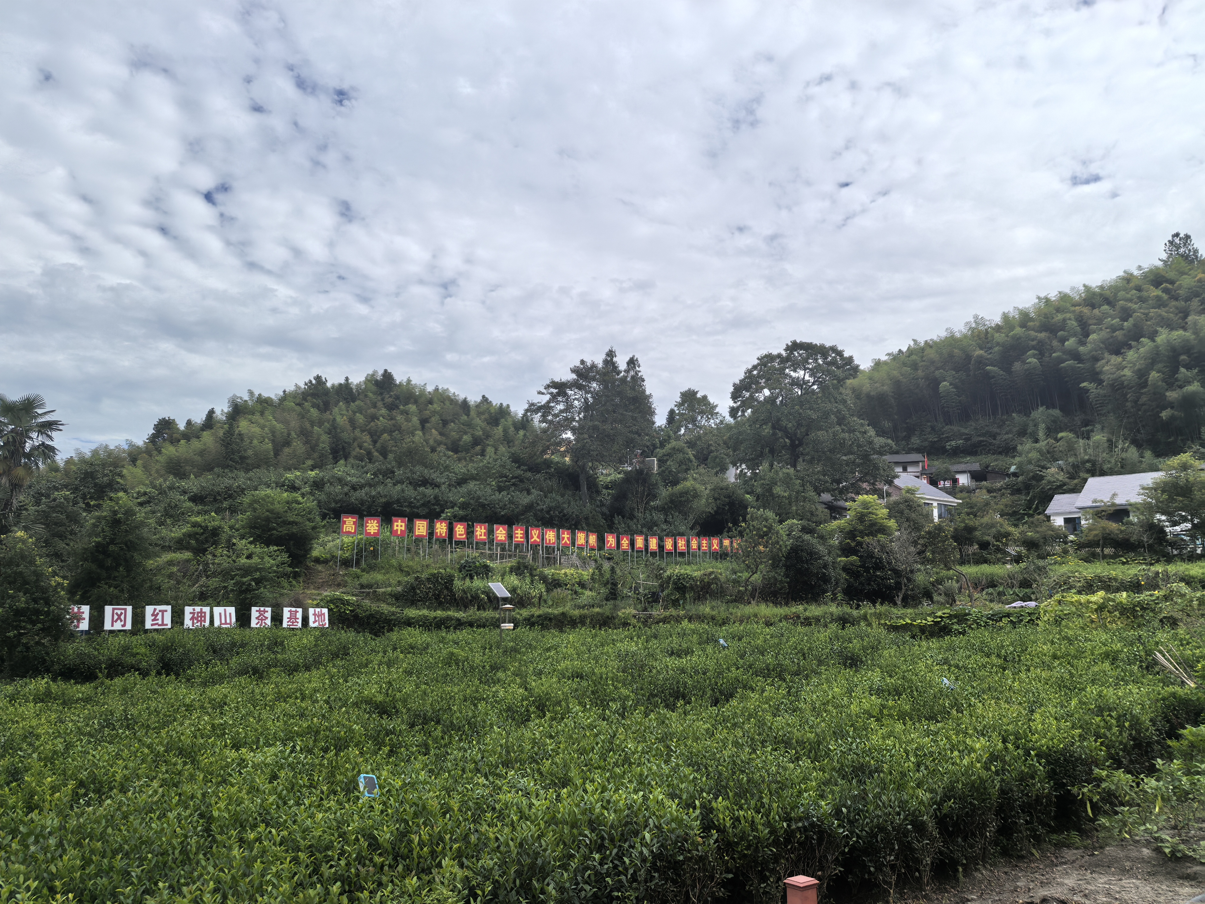 实践团队成员在神山村拍摄的井冈红茶叶种植基地。