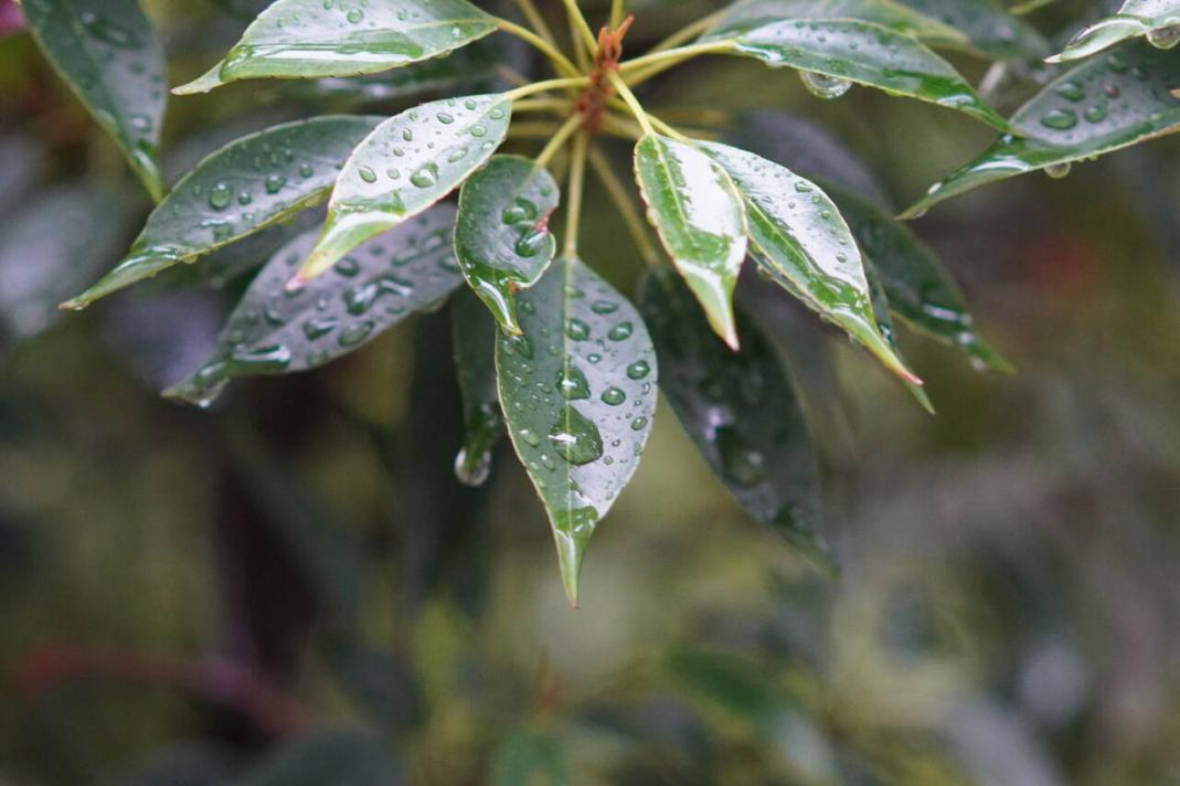 雨后窗前，树叶滴翠