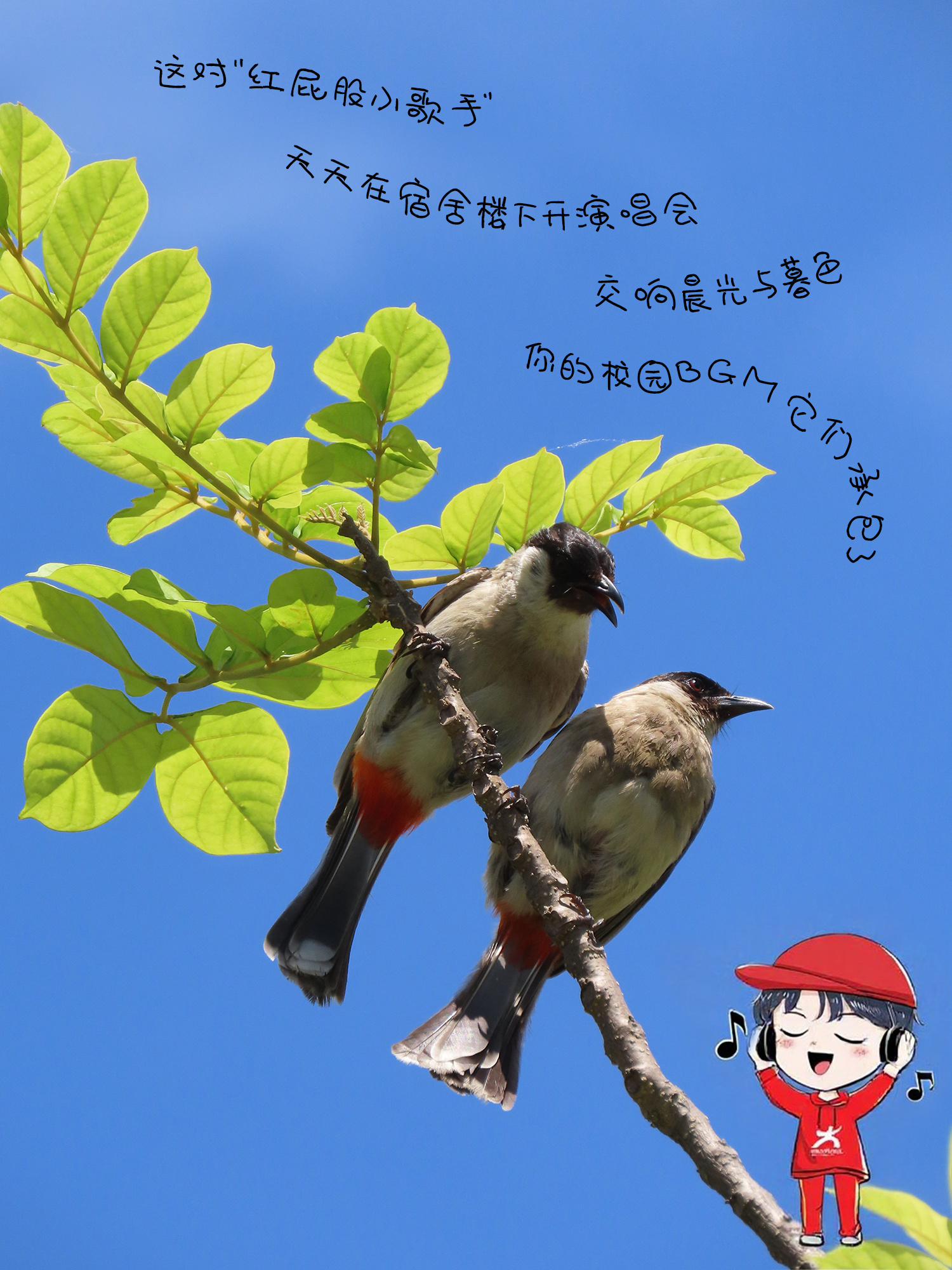 《白喉红臀鹎》这对“红屁股小歌手”，天天在宿舍楼下开演唱会。交响晨光与暮色，你的校园BGM，它们承包了！（摄影：黄振谊）