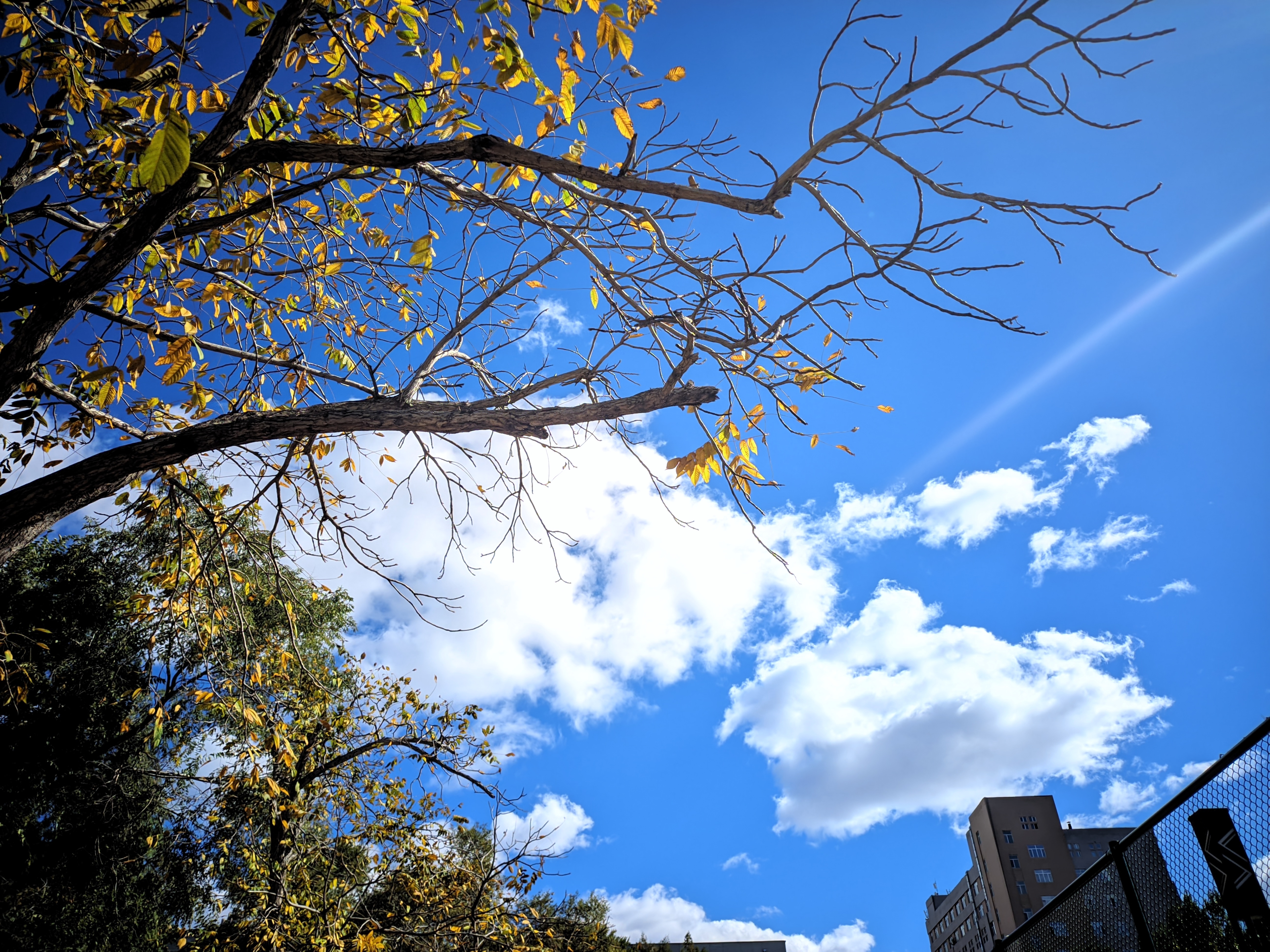 蓝天白云，落叶飘零，这是独属于秋天的浪漫。