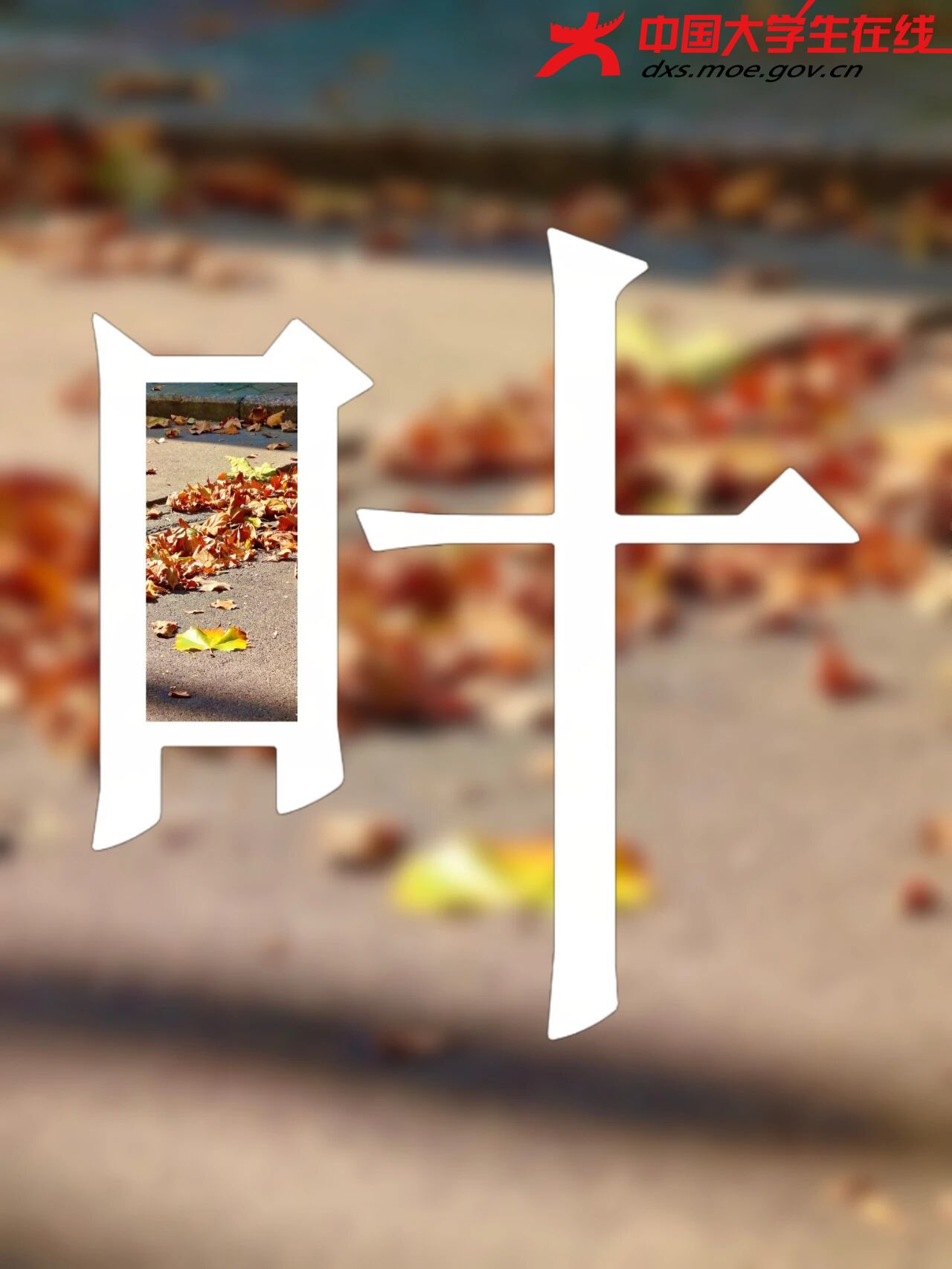 落叶 图源：河南农业大学
