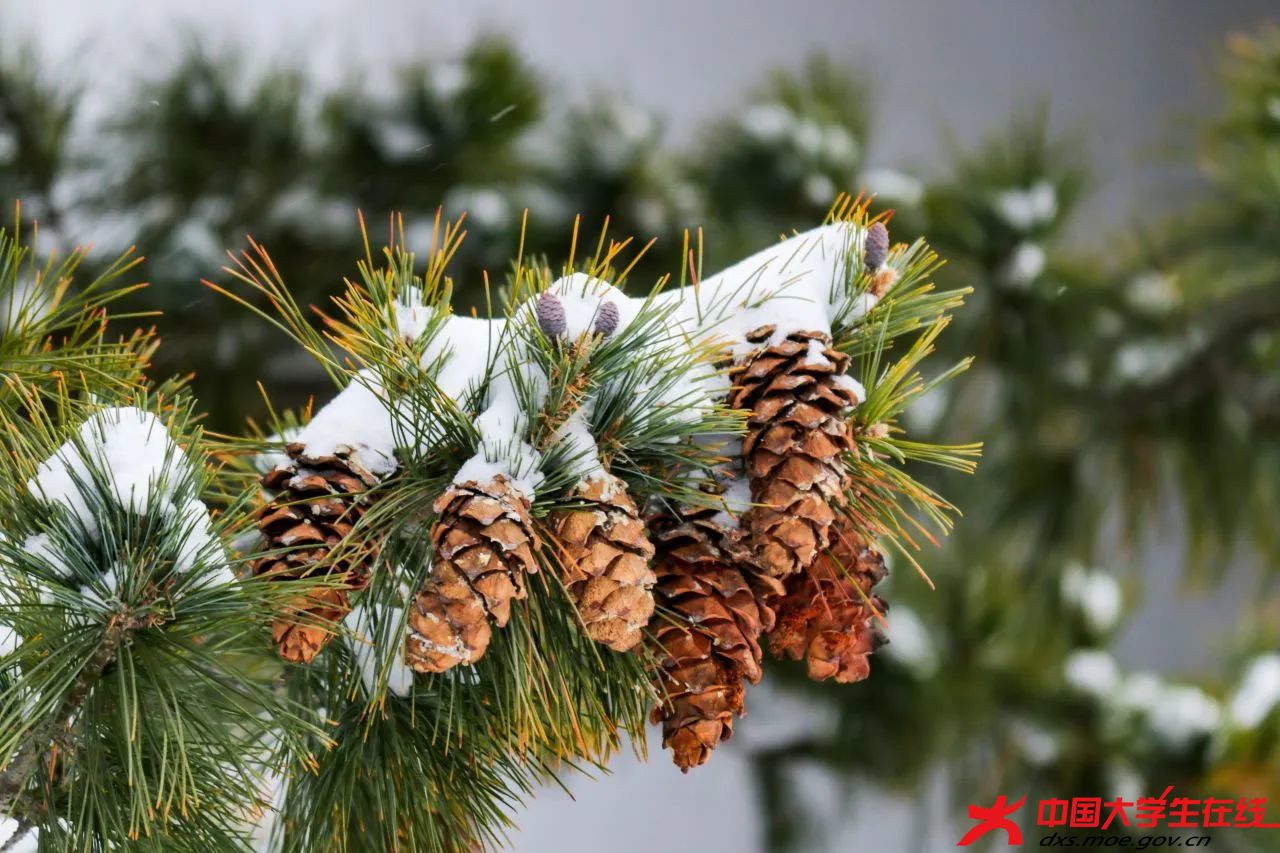 雪漫枝桠。任贝摄.jpg 雪漫枝桠。任贝摄.jpg