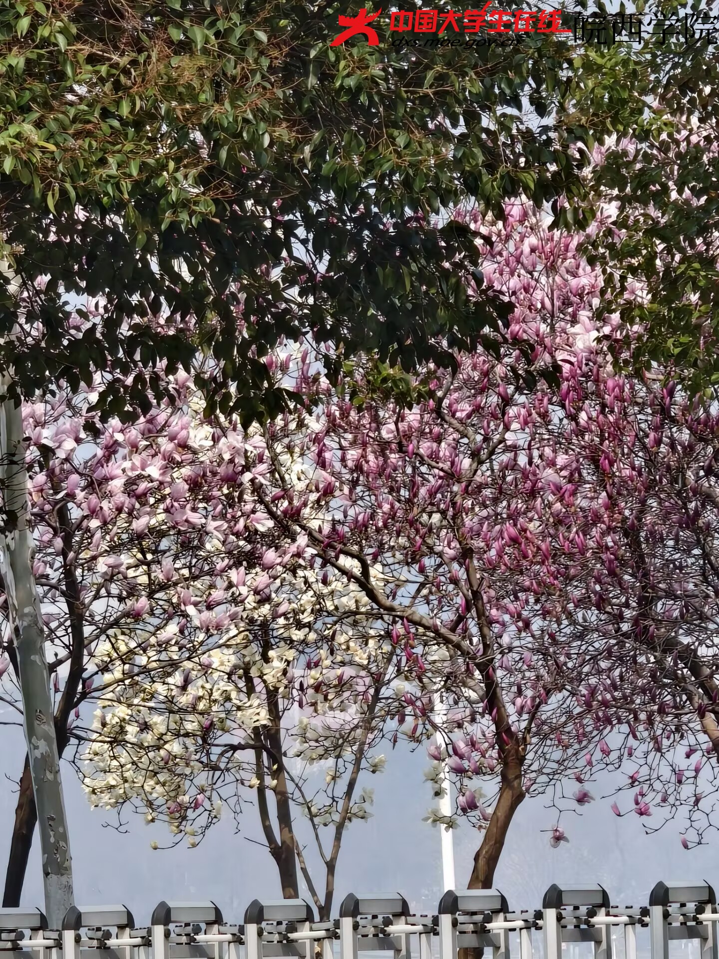 光线温柔地停在花瓣上。