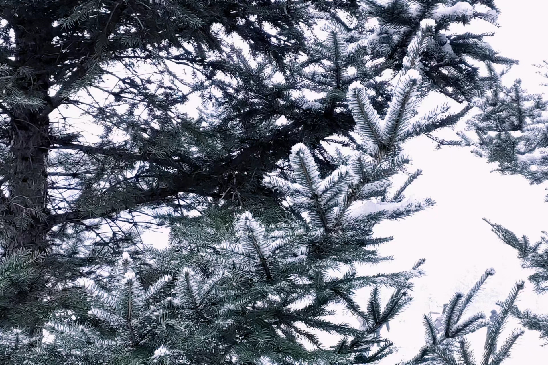 雪压青松松愈秀，松含白雪雪悠然。