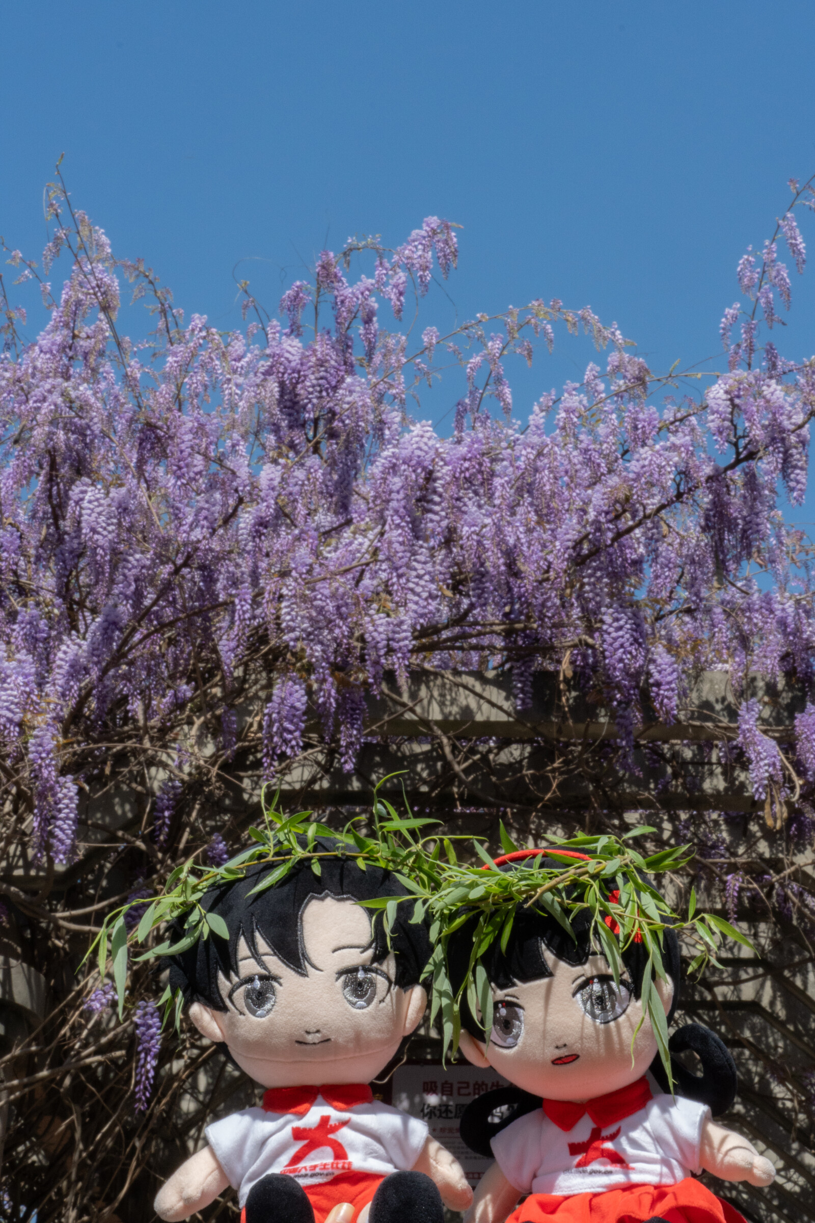 紫藤花开，清风拂过，一串一串的紫藤花随风将春天的芬芳送向远方。（邱梓铭 摄）