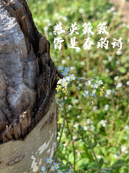 树皮上的裂纹如同时间的刻痕，记录着无数个春夏秋冬的轮回。树旁，一簇簇淡蓝色的小花绽放，它们娇小而坚韧，在微风中轻轻摇曳，仿佛在低声吟唱着春天的诗篇。
