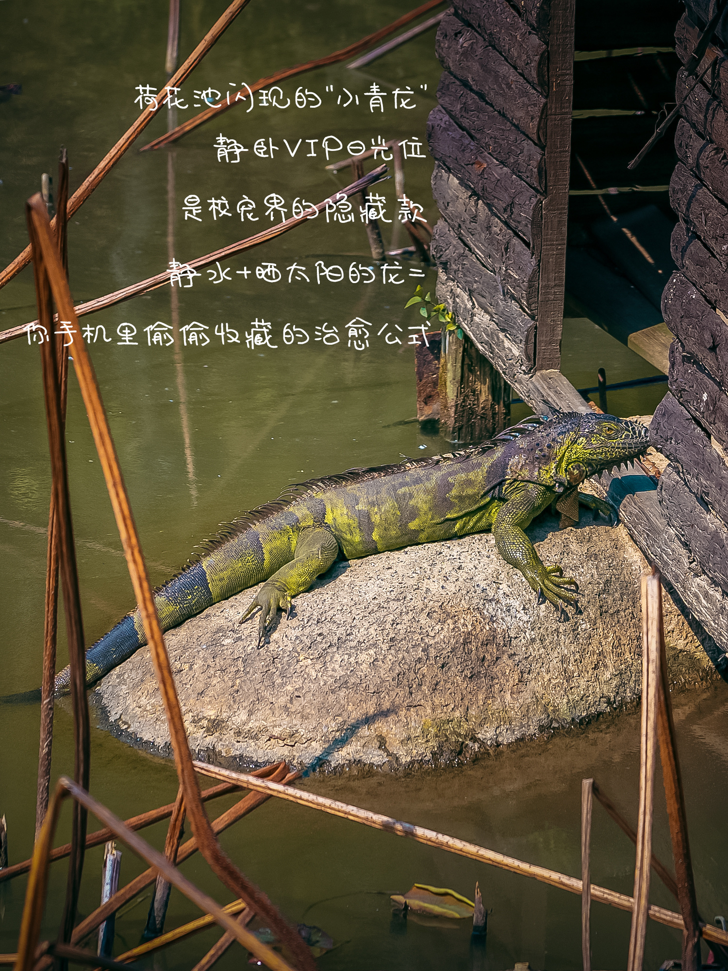 《蜥蜴》荷花池闪现的“小青龙”，静卧VIP日光位，是校宠界的隐藏款。静水+晒太阳的龙=你手机里偷偷收藏的治愈公式。（摄影：赵维婧彤）